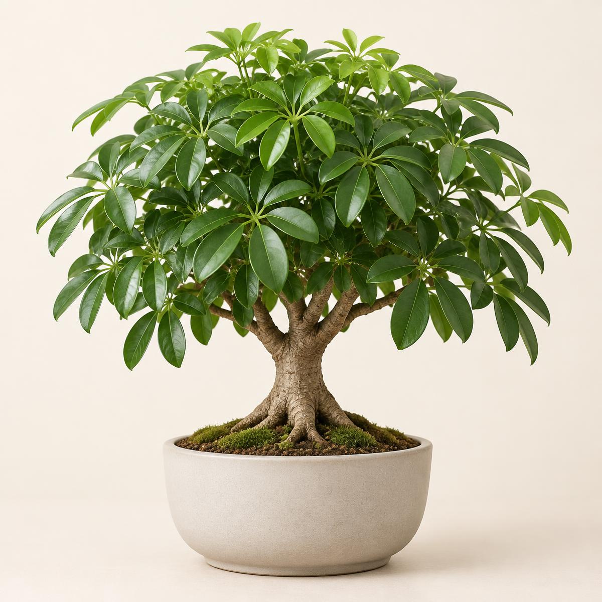 Hawaiian Umbrella Bonsai in a simple ceramic pot