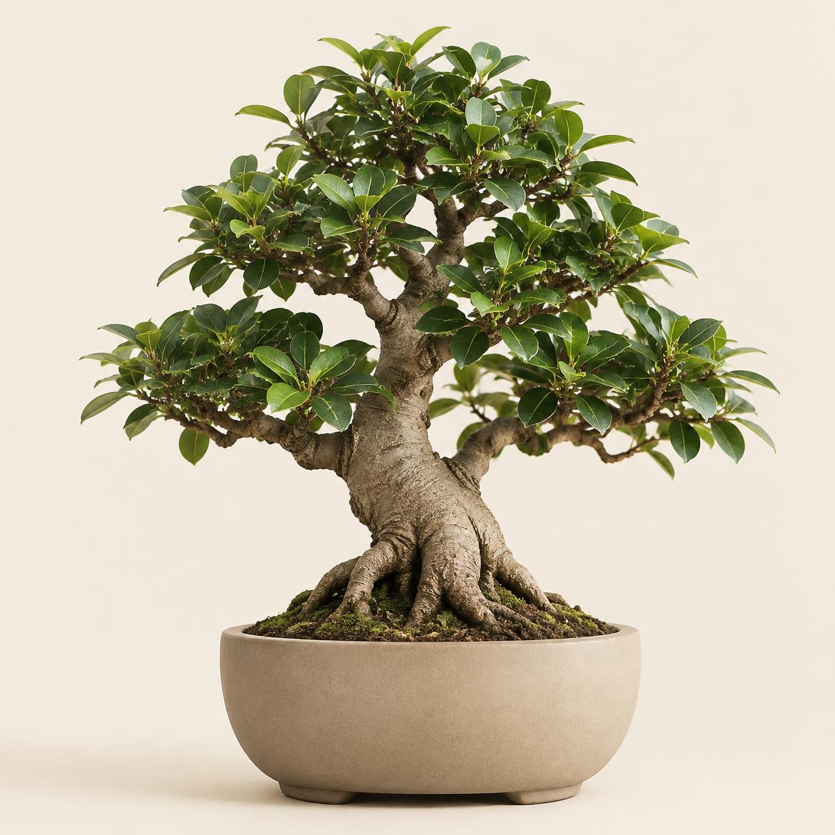 Oriental Ficus Bonsai in a simple ceramic pot